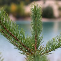 Ёлочка иголочка :: Дмитрий Петров