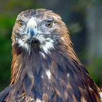 поймать взгляд хищника :: Олег Лукьянов