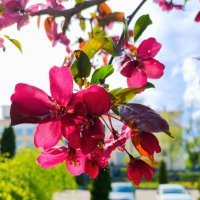 Не хуже сакуры) :: Галина Бобкина Не хуже сакуры) :: Галина Бобкина