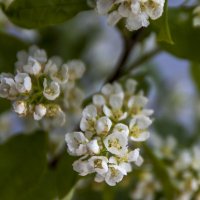 Черёмуха 3 :: Елена Пономарева