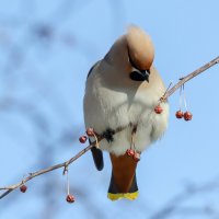 Сложный выбор. :: Виктор Иванович Чернюк