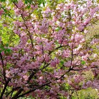 В парке :: Фёдор Меркурьев