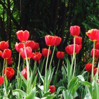 Тюльпаны :: Рита Симонова