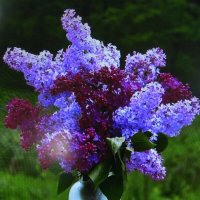 Нежный букет :: Людмила Смородинская