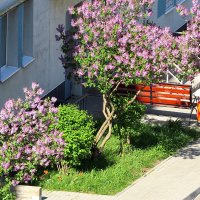 Майское украшение :: Сеня Белгородский