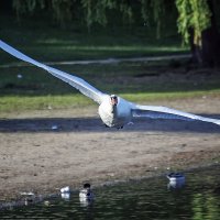 ***** :: Андроник Александр 