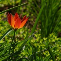 Один в поле... :: Николай Саржанов