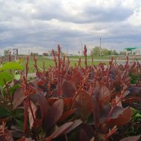 вот и май :: Елена Шаламова вот и май :: Елена Шаламова