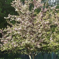 Цветение яблони... :: Freddy 97