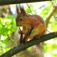 Держится за хвостик :: Андрей Снегерёв