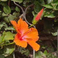 Гиби́скус кита́йский, или Кита́йская ро́за :: Светлана Хращевская