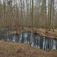 Весна в парке Сосновка :: Лилия * Весна в парке Сосновка :: Лилия *