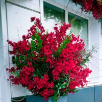 Цветочный магазин :: Светлана Мишенёва