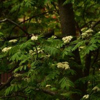 Рябина :: Oleg4618 Шутченко