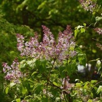 Сирень :: Oleg4618 Шутченко Сирень :: Oleg4618 Шутченко