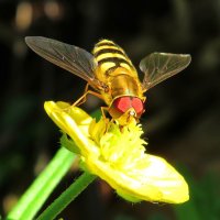 Журчалка :: Андрей Снегерёв