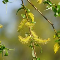 Пришла весна :: Сергей Беляев