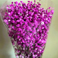 ГИПСОФИЛА :: Анатолий Малобродский