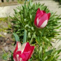 Тюльпанчики :: Татьяна Пальчикова