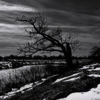 У старого дуба... :: Владимир Шошин