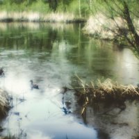 На пруду :: Сергей Царёв На пруду :: Сергей Царёв