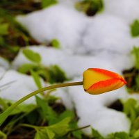 После снегопада в ночь на 2 мая :: Светлана 