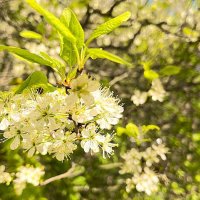 ***это В Е С Н А*** :: Olga Oskolkova