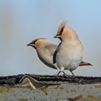 Свиристели. :: Виктор Иванович Чернюк
