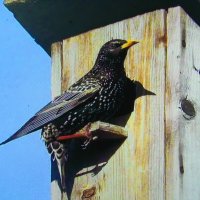 Прилетел в свой дом :: Людмила Смородинская Прилетел в свой дом :: Людмила Смородинская