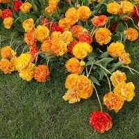 Тюльпаны :: Рита Симонова