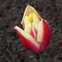 Тюльпан :: Рита Симонова