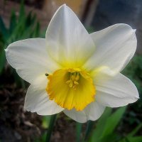 Нарцисс :: Елена Семигина