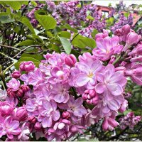 Такая разная сирень. :: Валерия Комова Такая разная сирень. :: Валерия Комова