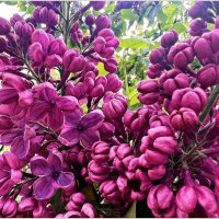 Такая разная сирень. :: Валерия Комова