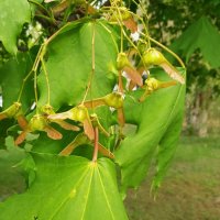 А вот и май ! :: Елена Шаламова