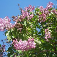 апрель :: Елена Шаламова апрель :: Елена Шаламова