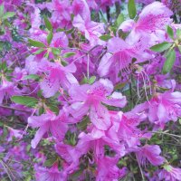 АЗАЛИЯ :: Tata Wolf