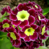 Примула - ключики весны :: Ольга Довженко