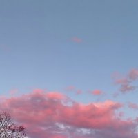 Розовый вечер :: светлана льдокова