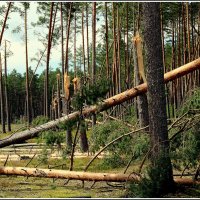 ...после урагана... :: Aleksandr Gal ...после урагана... :: Aleksandr Gal