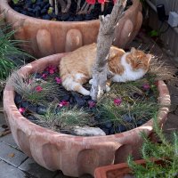 Сиеста :: Oleg4618 Шутченко Сиеста :: Oleg4618 Шутченко