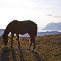 Лошадка на выпасе :: Геннадий Валеев