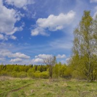 В поле... :: Владимир Жданов