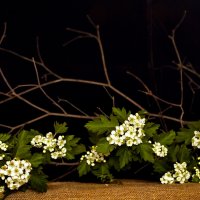 Ветка боярышника :: Наталья Крюкова