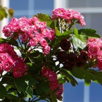 Майские цветы и прошлогодние ягоды боярышника :: Татьяна Смоляниченко