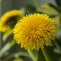 ... :: Елена Пономарева