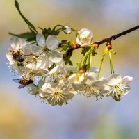 Вишня :: Александр 