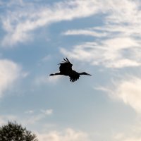 Аист :: Александр 