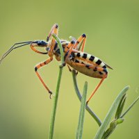 Клоп (Rhynocoris punctiventris) :: Александр Григорьев