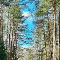 Церковь Михаила Архангела "в бору" :: Михаил Свиденцов